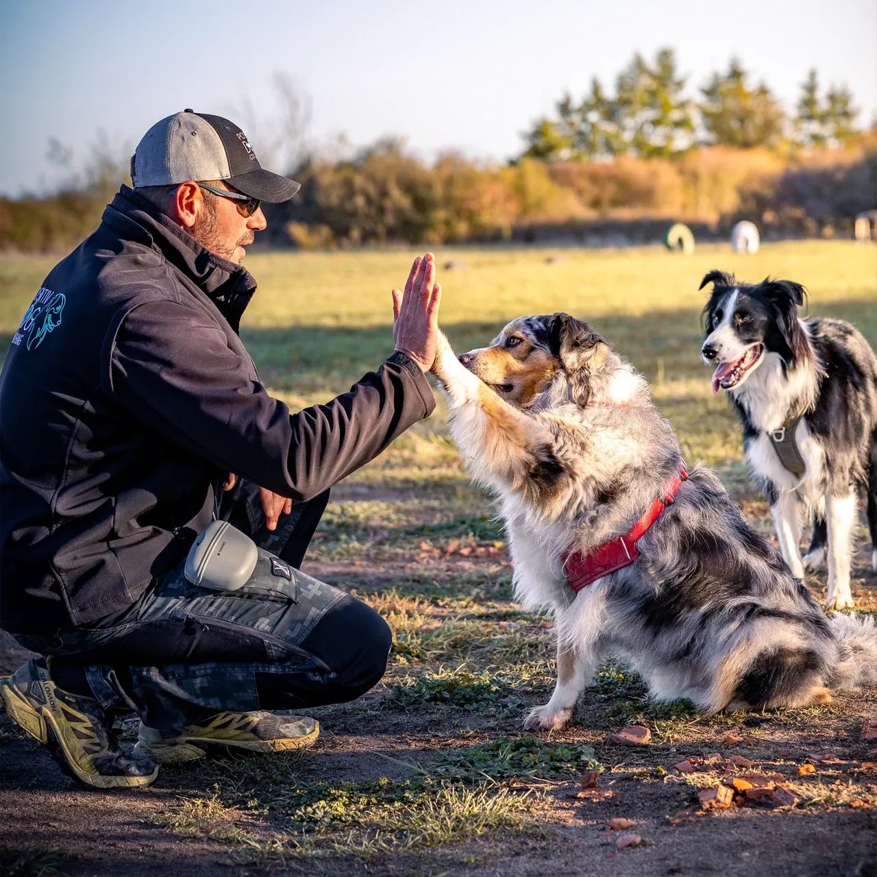 Pourquoi faire appel à un éducateur canin professionnel dans la Loire ?