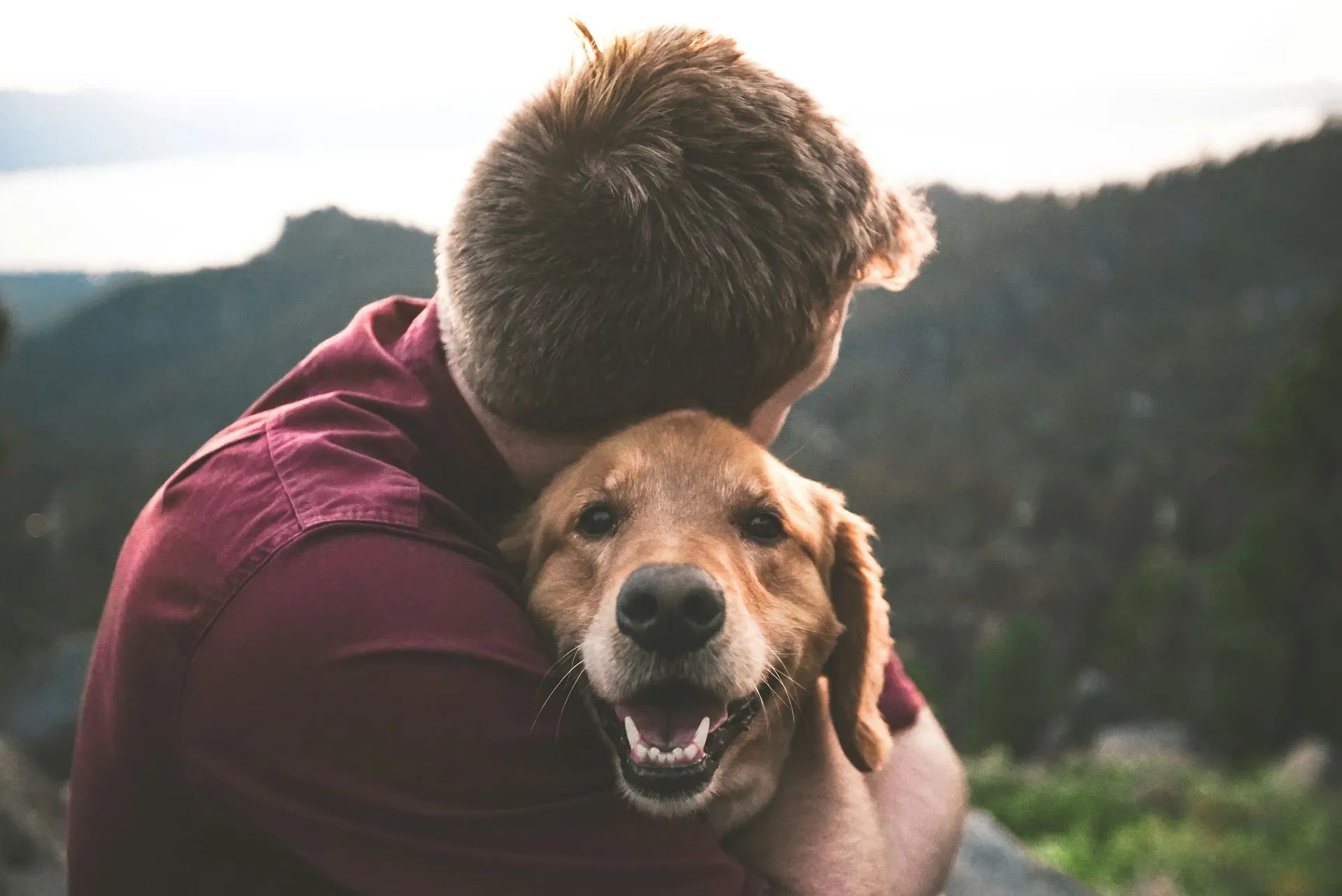 Adopter un chien dans la Loire : refuges, associations et conseils
