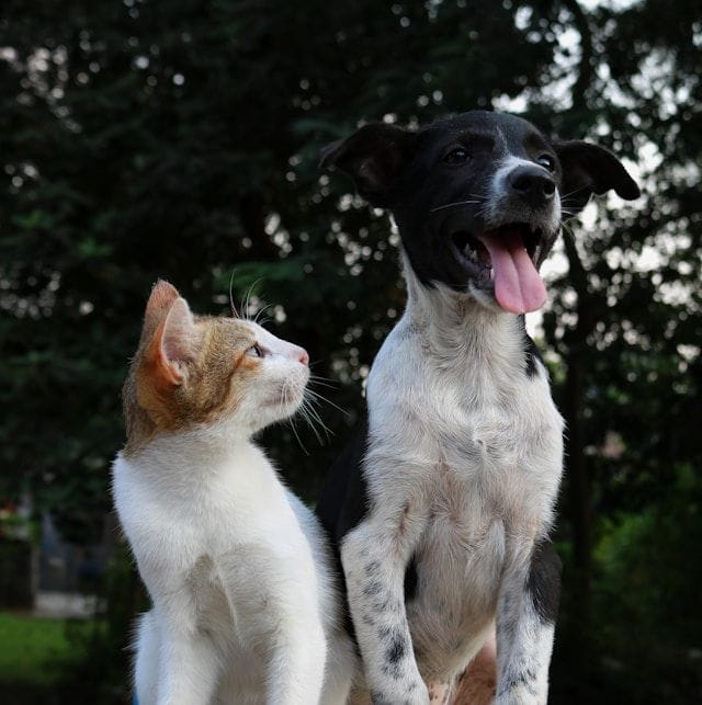 Chien et Chat : Comment Réussir Leur Cohabitation ? Guide Complet 2026
