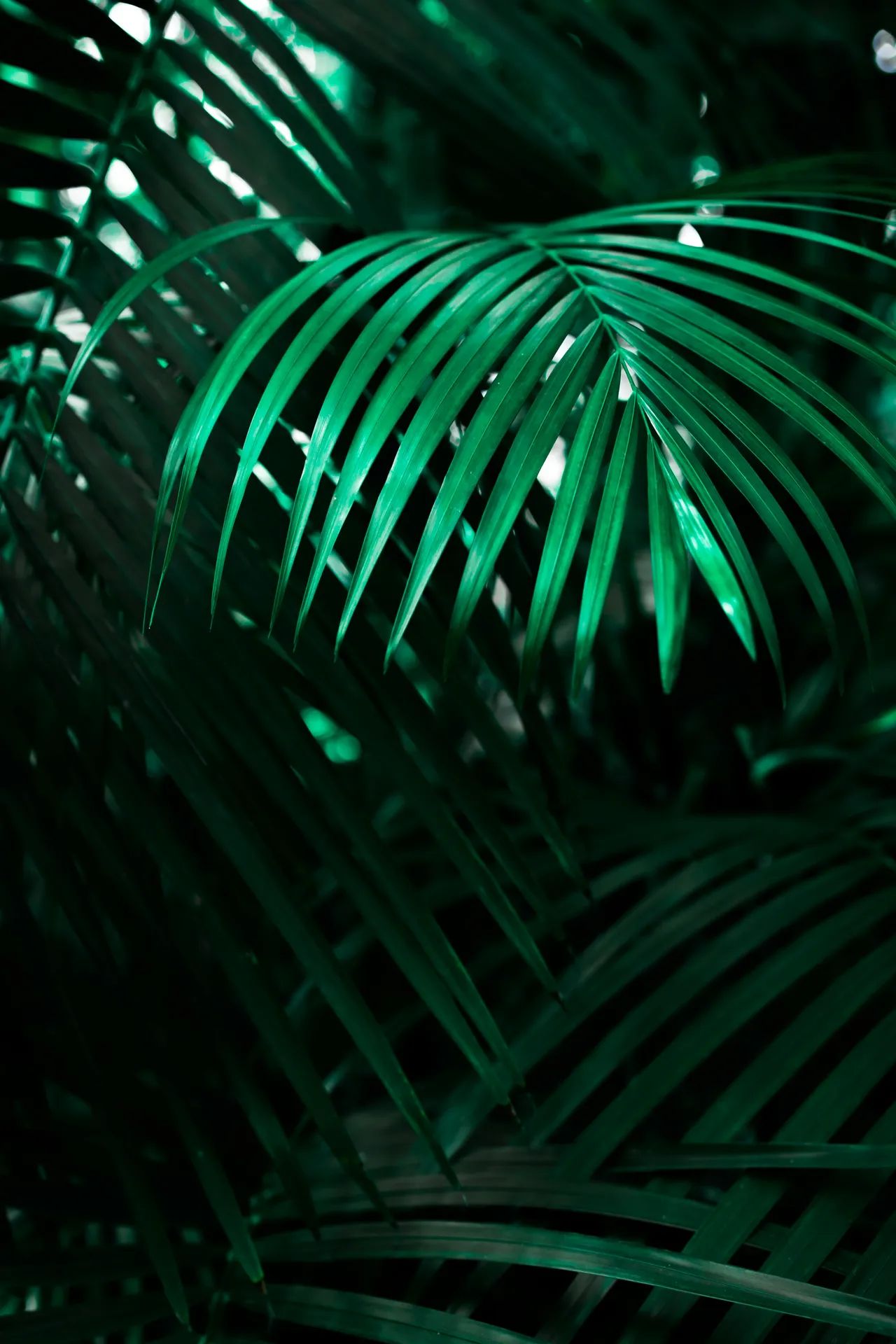 Feuille verte en gros plan