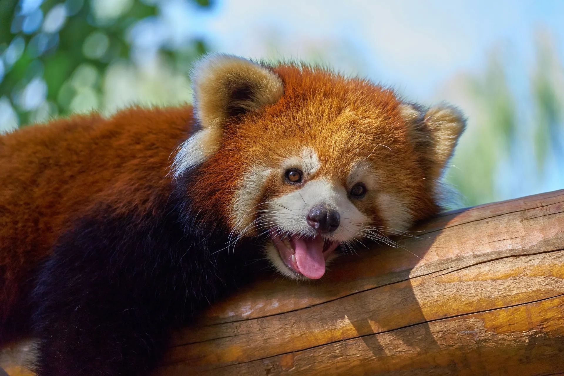 Un panda roux