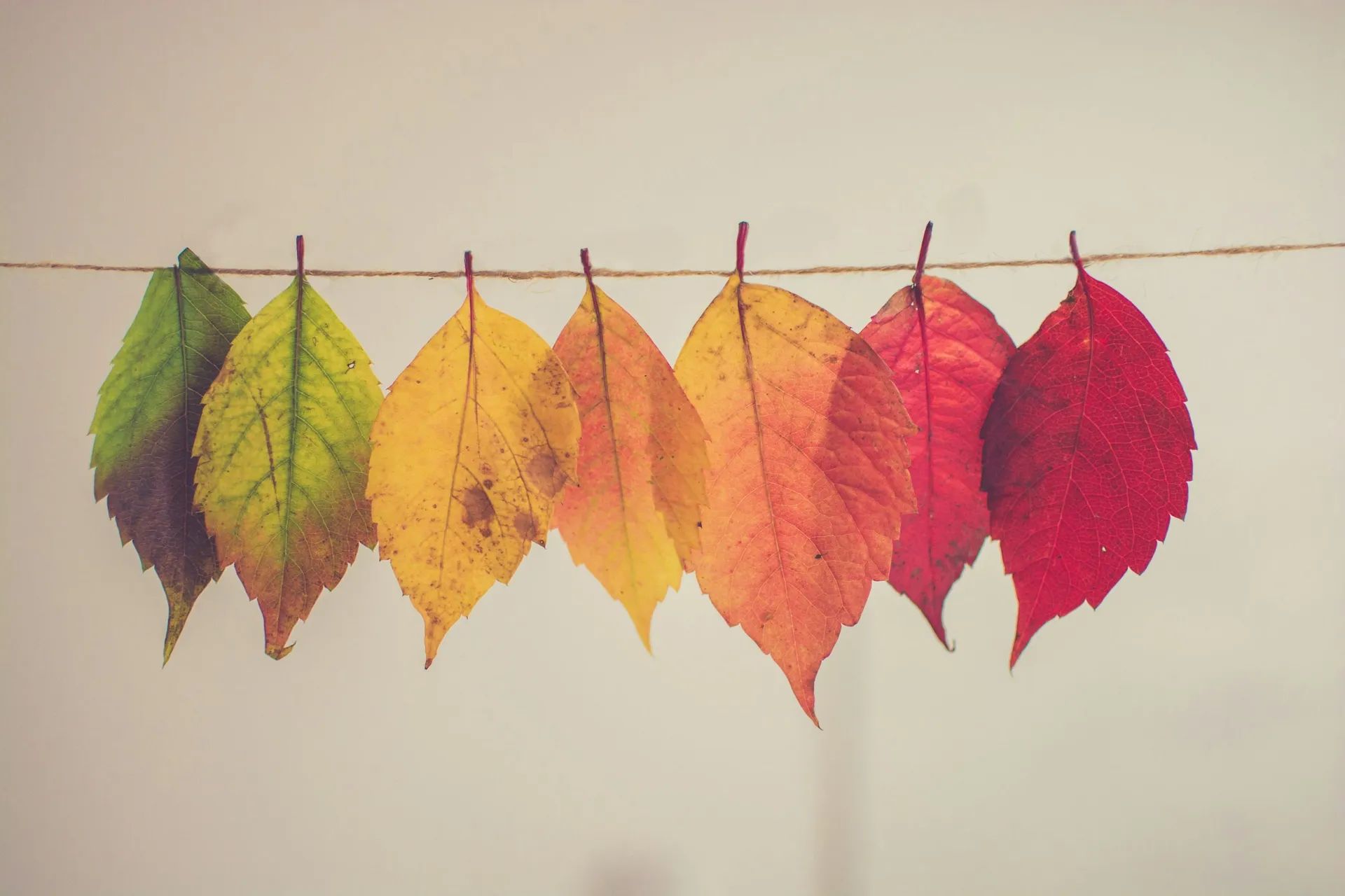 Coaching de transition professionnelle