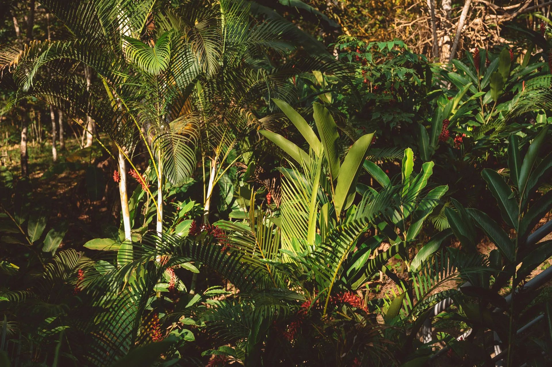 La jungle