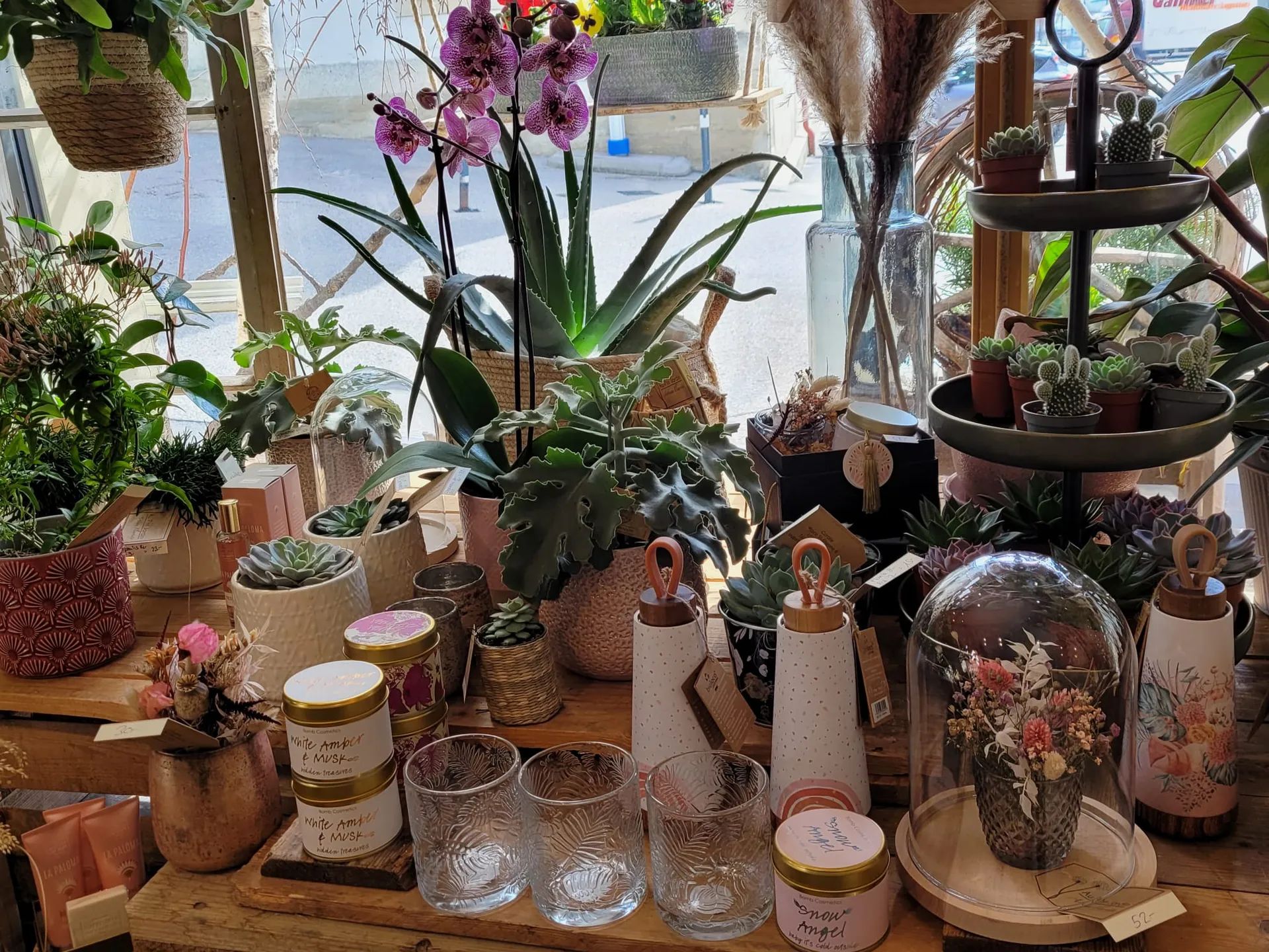 Orchidées, plantes vertes et cloches en verre sur une table de la boutique