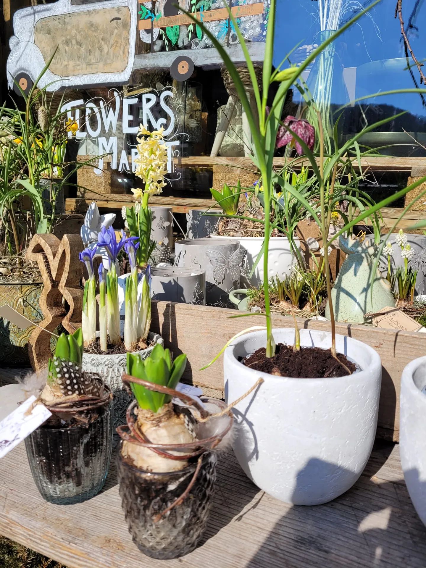 Bulbes et plantes en pots devant la vitrine de la boutique