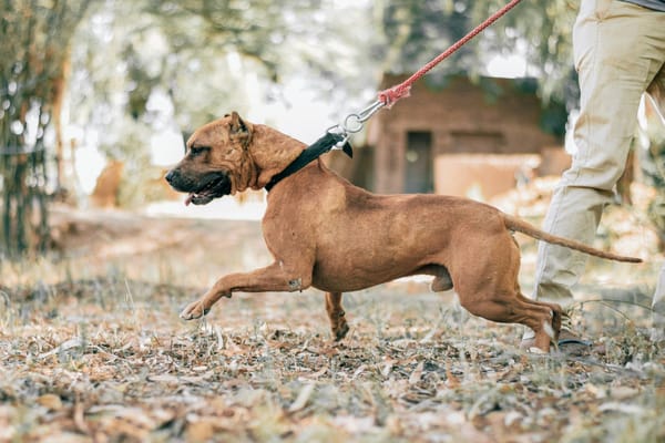 Mon chien tire en laisse : 5 techniques qui fonctionnent vraiment