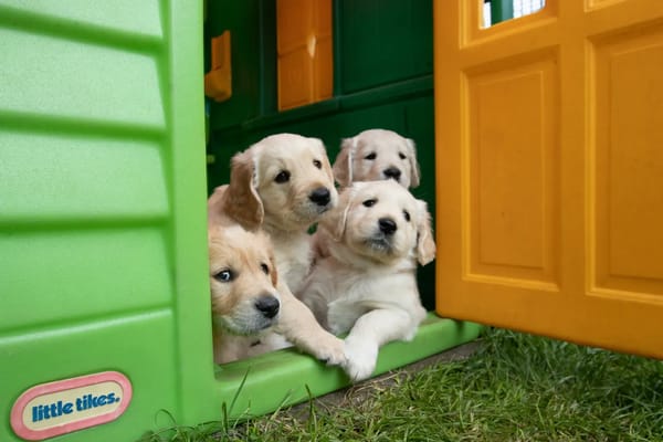 La socialisation du chiot : période critique et erreurs à éviter