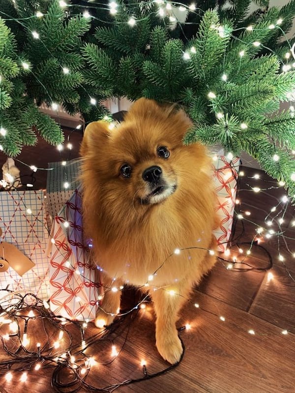 Chèque Cadeau Éducation Canine : L'Idée Originale Pour les Amoureux des Chiens