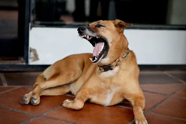 Mon chien aboie tout le temps : guide complet pour retrouver le calme