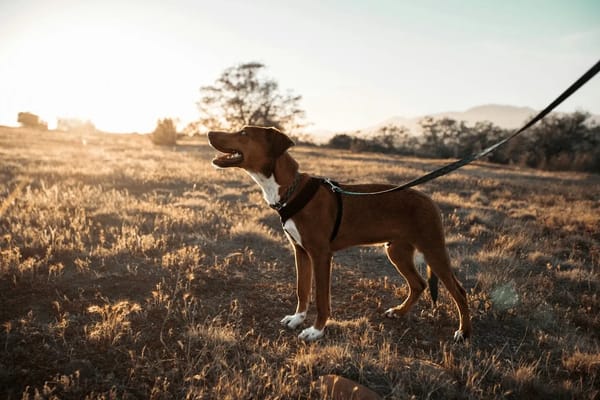 Chien réactif en laisse : comprendre et accompagner