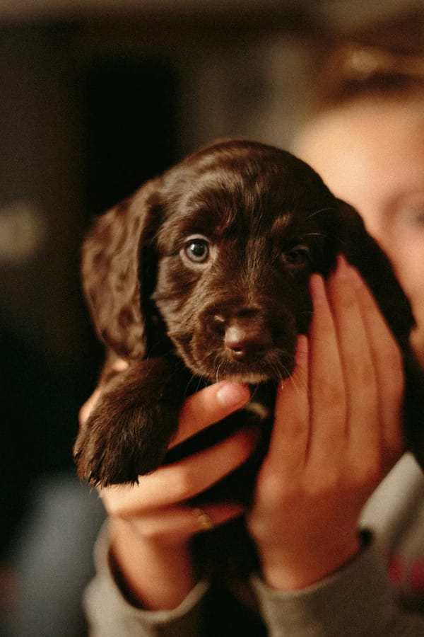 Éduquer son chiot : le guide complet des premiers mois