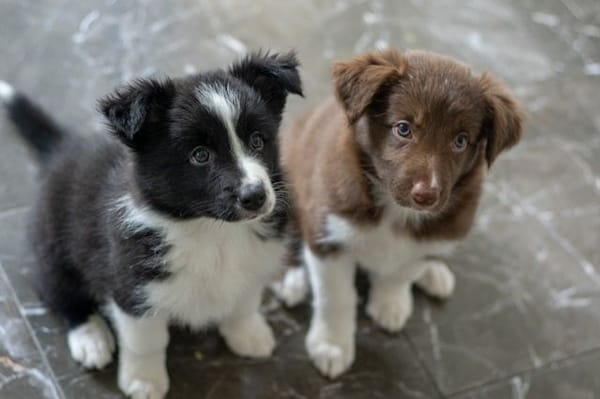 Les 7 Erreurs Courantes à Éviter Lors de l'Éducation de Son Chien