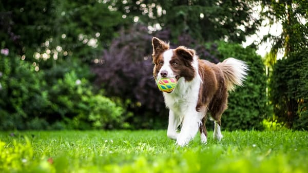 Éducation canine à Andrézieux-Bouthéon, Veauche et Montbrison : vos séances près de chez vous