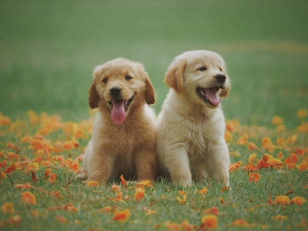Atelier Chiot : Socialisez et Éduquez Votre Chiot Dès Son Plus Jeune Âge