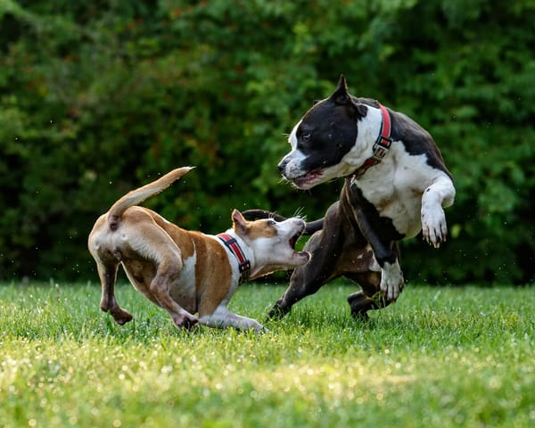Chien agressif ou réactif dans la Loire : qui consulter et que faire ?