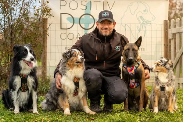 Éducateur canin à Saint-Étienne : séances d'éducation positive à domicile