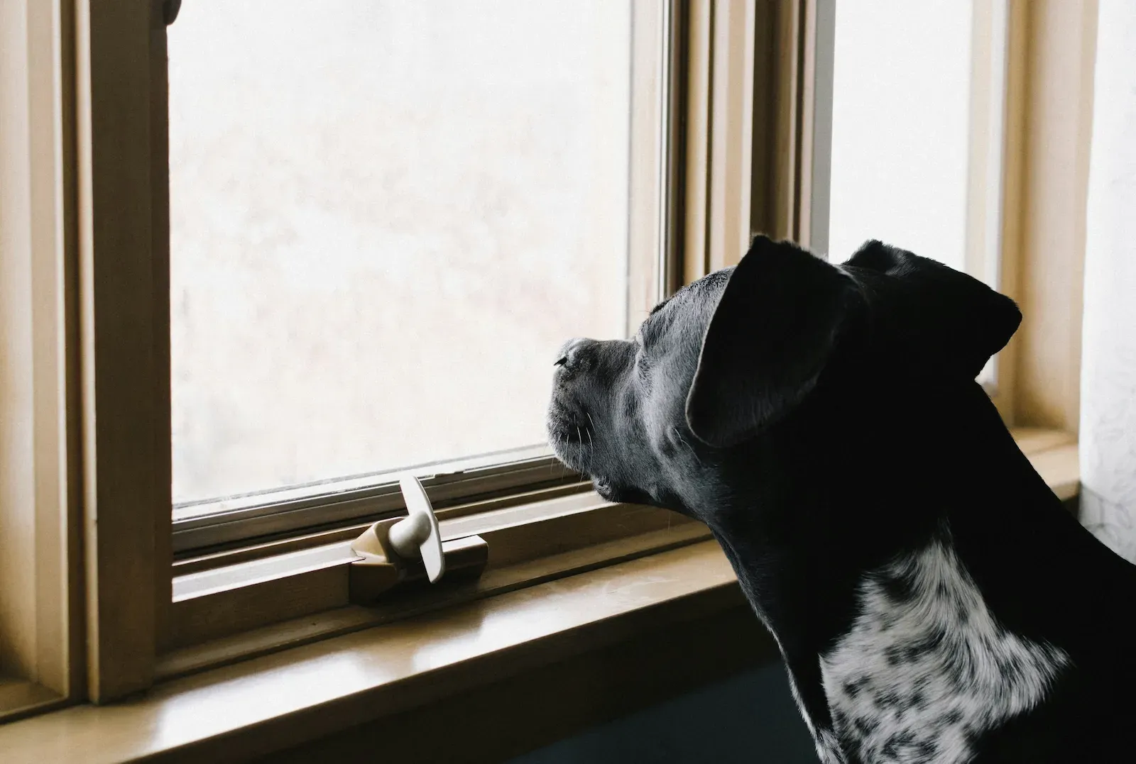 Anxiété de séparation du chien : causes, symptômes et solutions