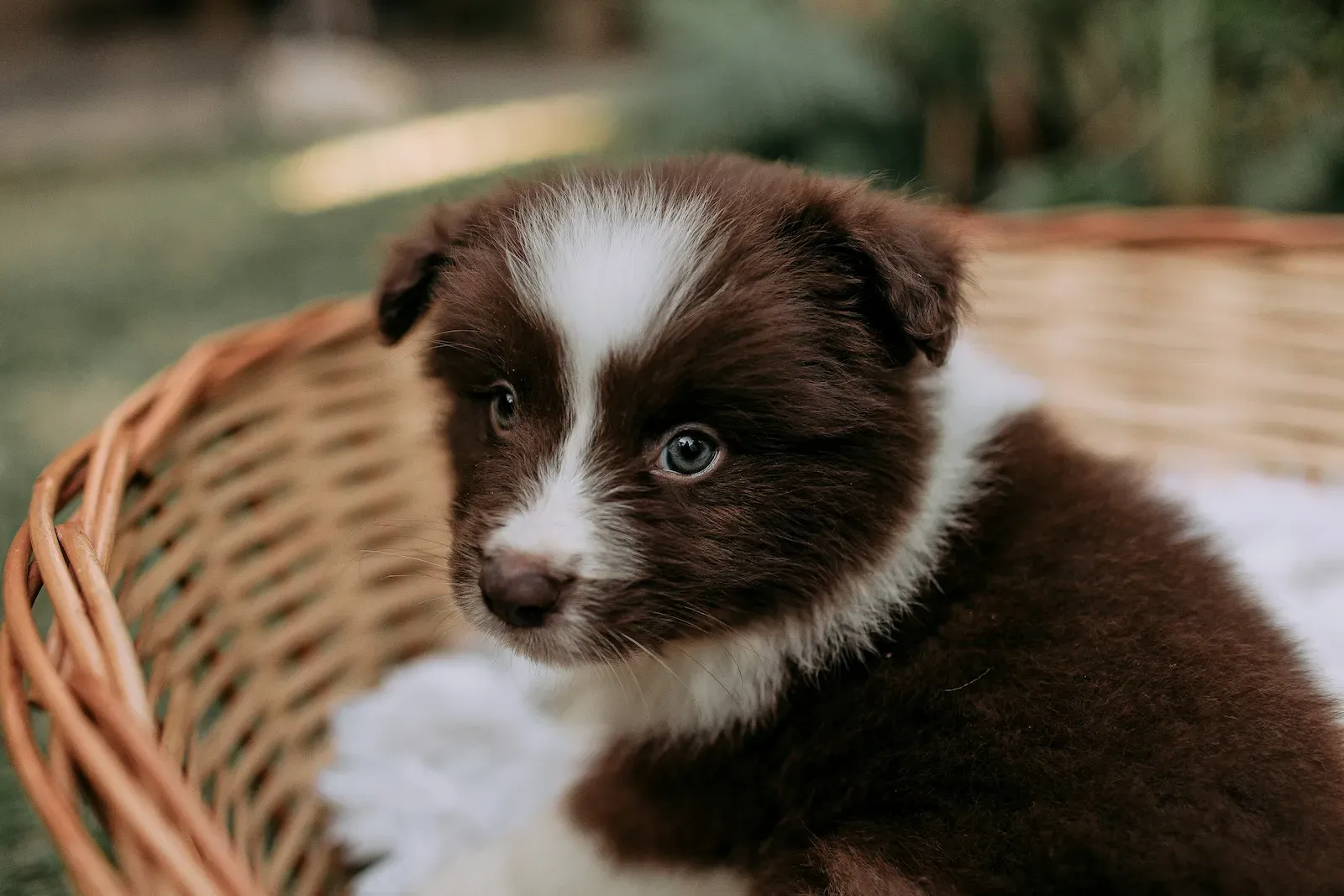 Propreté du chiot : méthode en 7 étapes pour des résultats durables