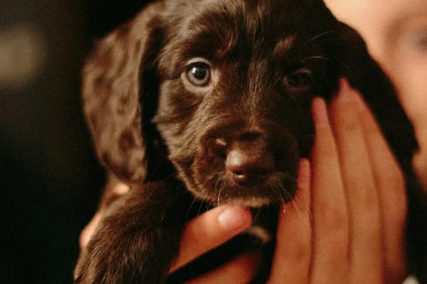 Éduquer son chiot : le guide complet des premiers mois