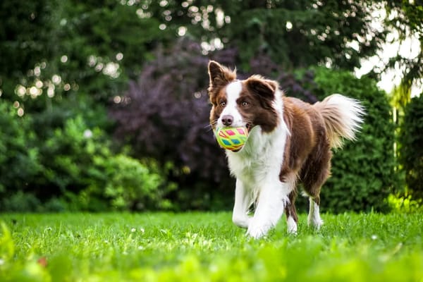 Éducation canine à Andrézieux-Bouthéon, Veauche et Montbrison : vos séances près de chez vous