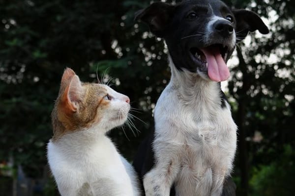 Chien et Chat : Comment Réussir Leur Cohabitation ? Guide Complet 2026